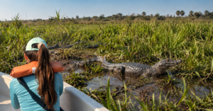 Yacares y fauna en los Esteros del Iberá en Corrientes