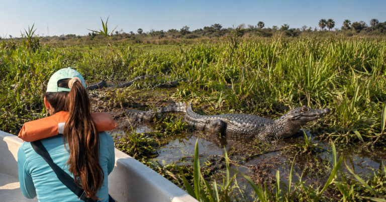 Yacares y fauna en los Esteros del Iberá en Corrientes